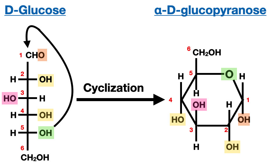 Structure and Nomenclature of Carbohydrates - convert fischer to haworth