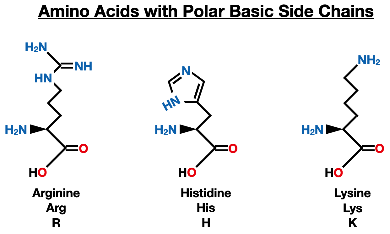 The Twenty Amino Acids - amino acids polar basic side chain
