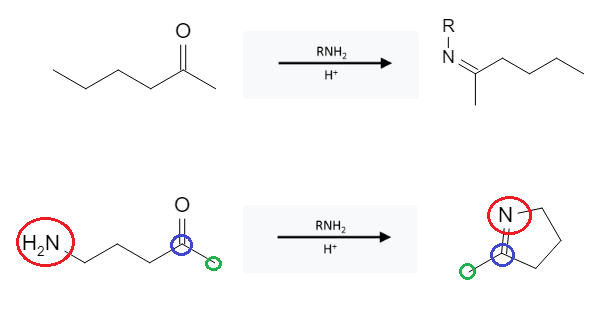 Aldehyde Reactions: Imine Formation from Aldehyde, Ketone using RNH2 - image2