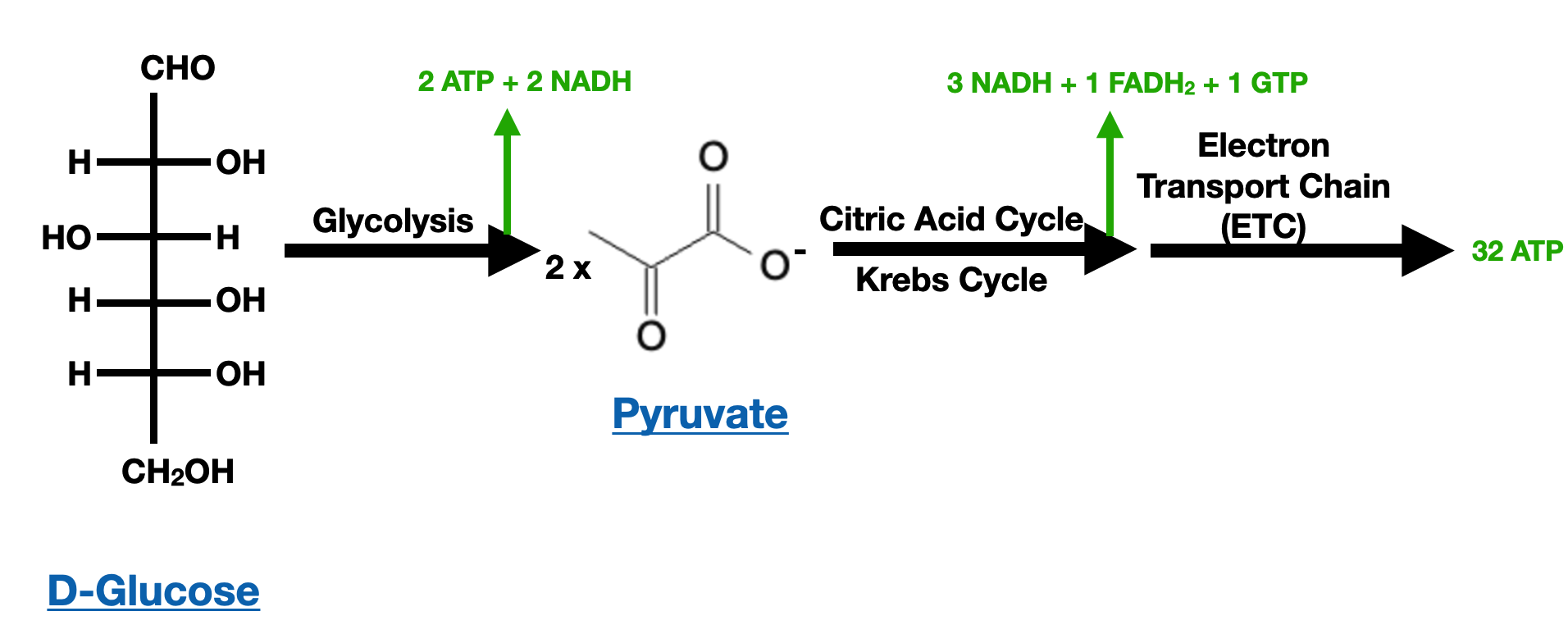 Introduction to Carbohydrates - glucose atp generation overview