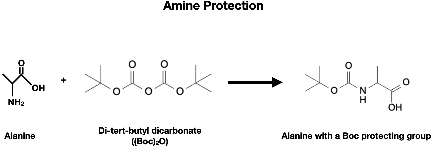 Amino Acid Synthesis and Protection Reactions - amine group protection boc