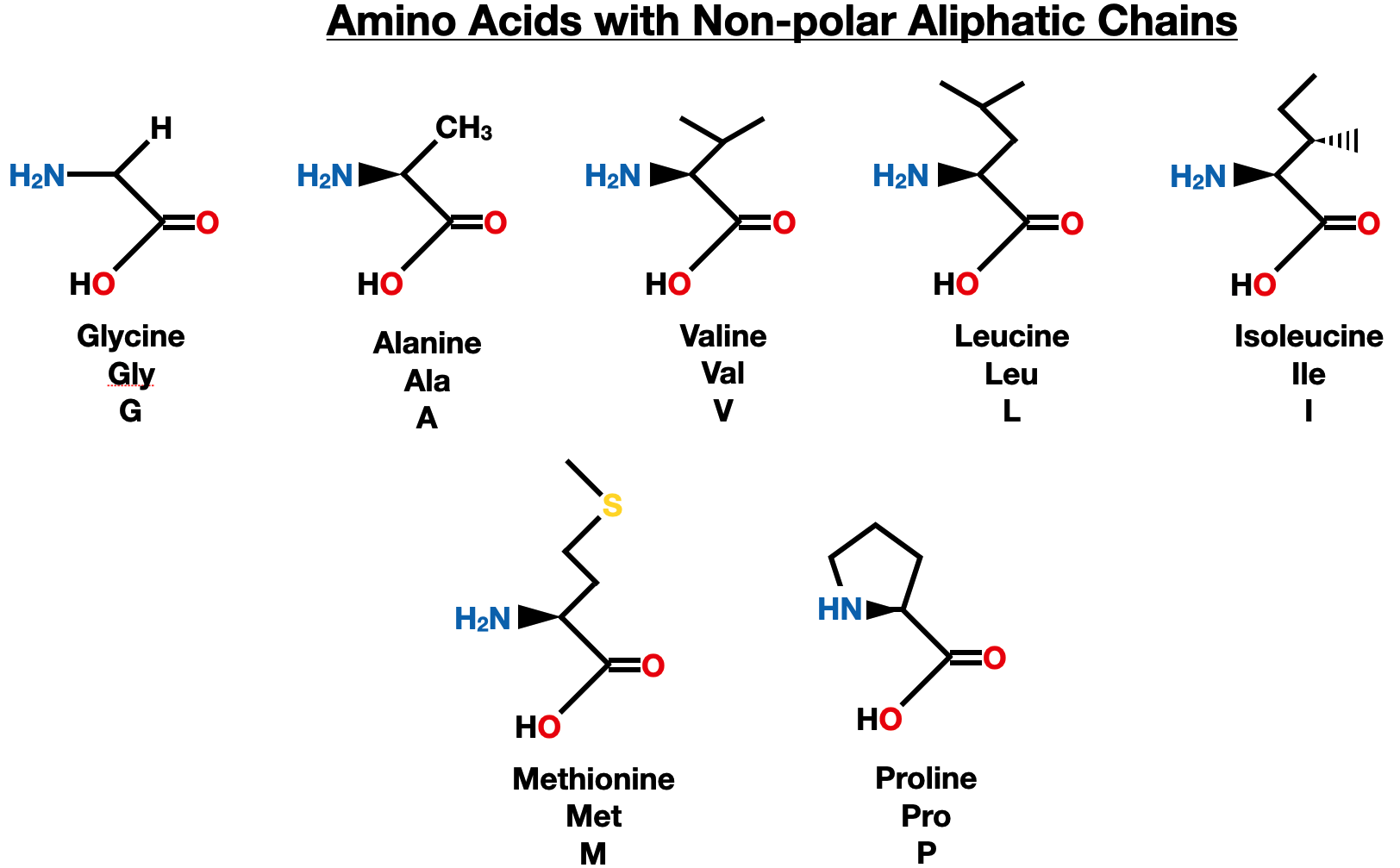 The Twenty Amino Acids - amino acids aliphatic side chain