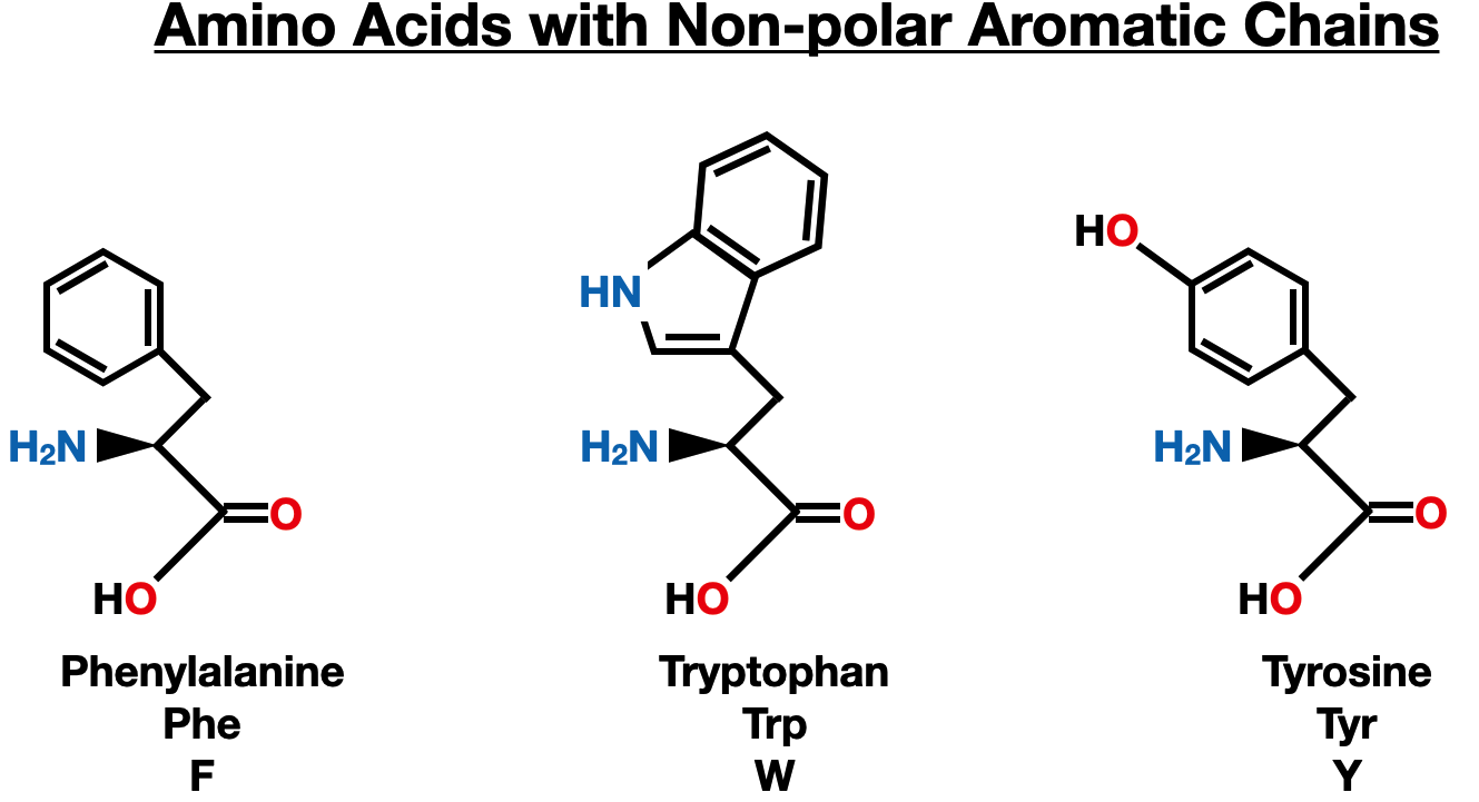 The Twenty Amino Acids - amino acids aromatic side chain
