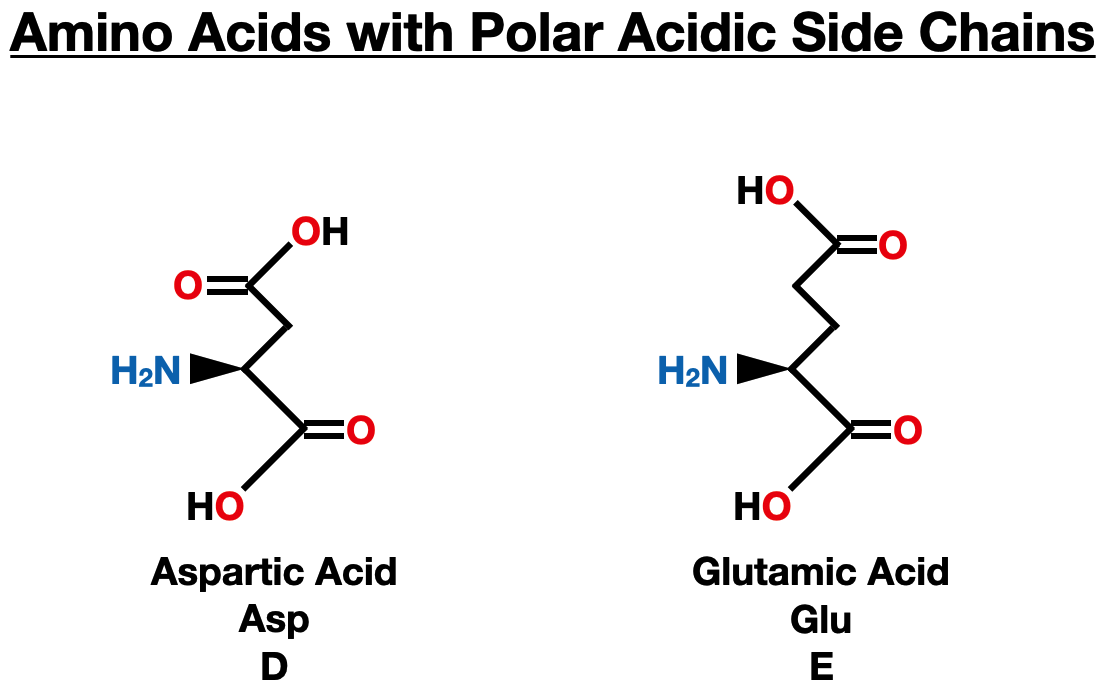 The Twenty Amino Acids - amino acids polar acidic side chain