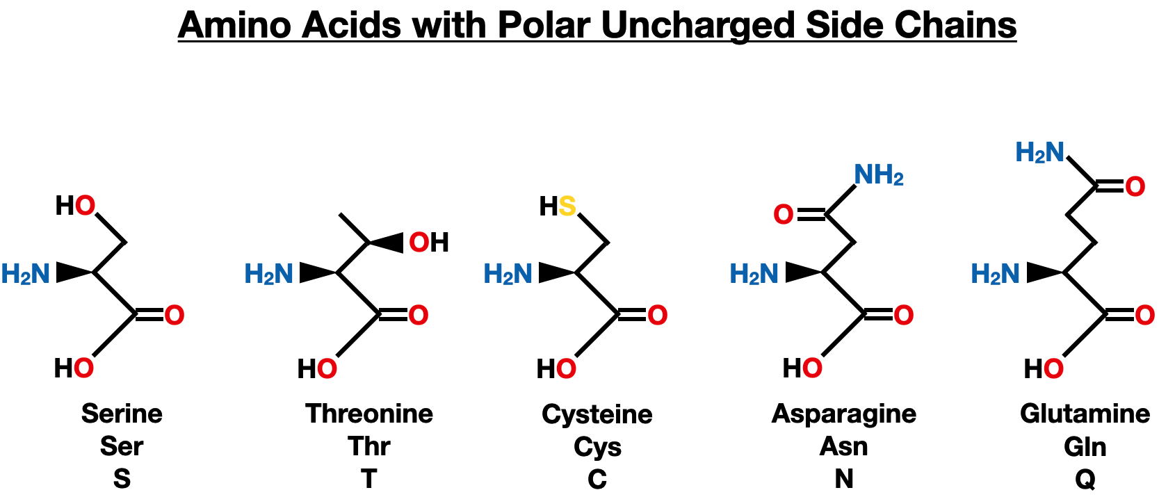 The Twenty Amino Acids - amino acids polar uncharged side chain