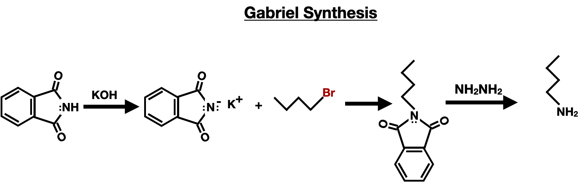 Amino Acid Synthesis and Protection Reactions - gabriel synthesis koh reaction