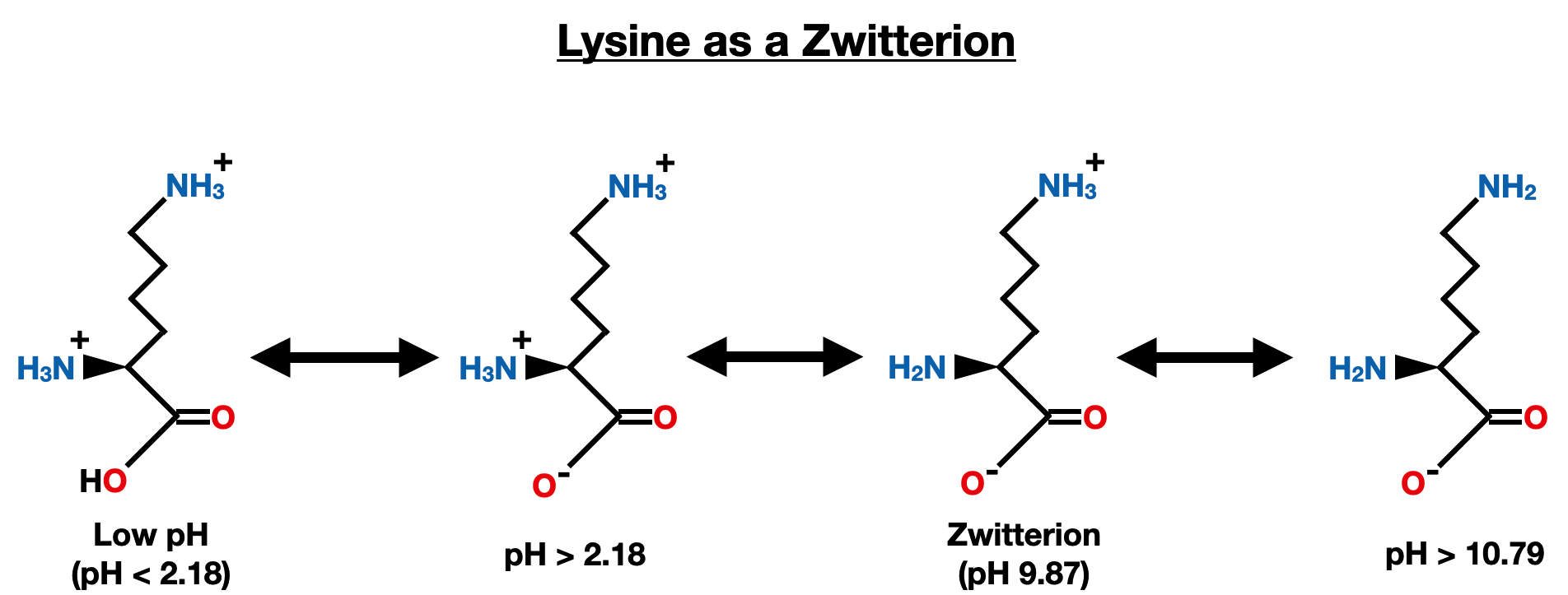 pKa and Electrical Properties of Amino Acids - lysine zwitterion