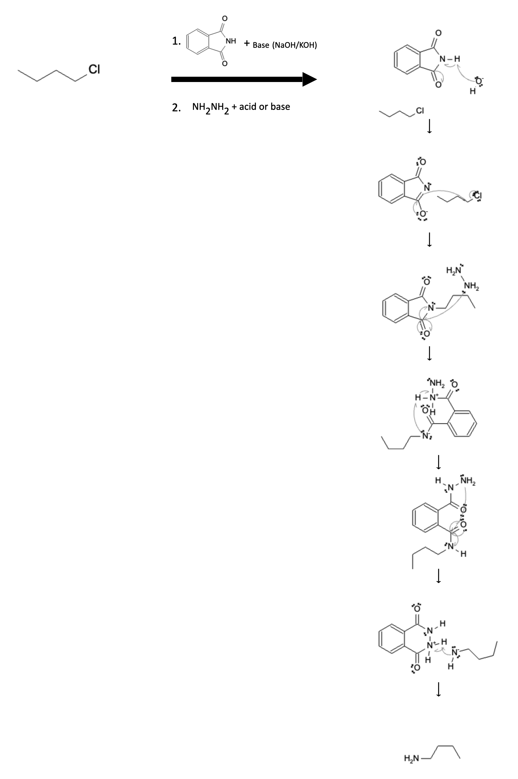 Alkyl Halide Reactions: Amine Formation (Gabriel Synthesis) - alkylhalide gabriel reaction mechanism